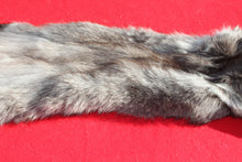 Load image into Gallery viewer, BLACK Canadian Wolf - Taxidermy Quality - WLF1056