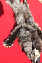 Load image into Gallery viewer, BLACK Canadian Wolf - Taxidermy Quality - WLF1056