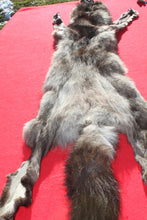 Load image into Gallery viewer, BLACK Canadian Wolf - Taxidermy Quality - WLF1056