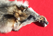 Load image into Gallery viewer, Canadian Wolf - HAS FEET AND CLAWS - WLF1057