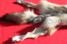 Load image into Gallery viewer, Canadian Wolf - HAS FEET AND CLAWS - WLF1057