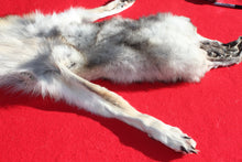 Load image into Gallery viewer, Canadian Wolf - HAS FEET AND CLAWS - WLF1057