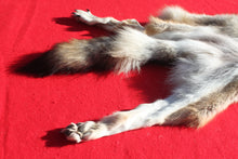 Load image into Gallery viewer, Canadian Wolf - HAS FEET AND CLAWS - WLF1057