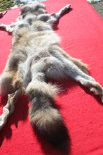 Load image into Gallery viewer, Canadian Wolf - HAS FEET AND CLAWS - WLF1057