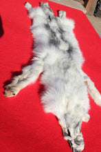 Load image into Gallery viewer, Canadian Arctic Wolf - HAS FEET AND CLAWS - WLF1058
