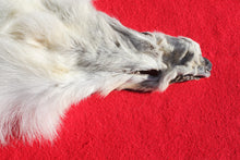 Load image into Gallery viewer, Canadian Arctic Wolf - HAS FEET AND CLAWS - WLF1058