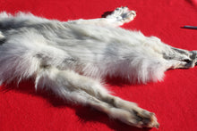 Load image into Gallery viewer, Canadian Arctic Wolf - HAS FEET AND CLAWS - WLF1058
