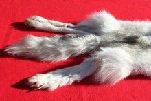 Load image into Gallery viewer, Canadian Arctic Wolf - HAS FEET AND CLAWS - WLF1058