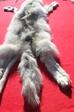 Load image into Gallery viewer, Canadian Arctic Wolf - HAS FEET AND CLAWS - WLF1058