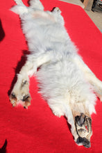 Load image into Gallery viewer, Canadian Arctic Wolf - HAS FEET AND CLAWS - WLF1058