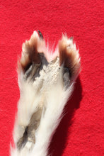 Load image into Gallery viewer, Canadian Arctic Wolf - HAS FEET AND CLAWS - WLF1058