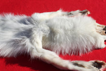 Load image into Gallery viewer, Canadian Arctic Wolf - HAS FEET AND CLAWS - WLF1058