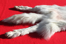 Load image into Gallery viewer, Canadian Arctic Wolf - HAS FEET AND CLAWS - WLF1058
