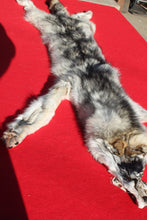 Load image into Gallery viewer, Canadian Wolf - Taxidermy Quality - WLF1059