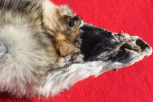 Load image into Gallery viewer, Canadian Wolf - Taxidermy Quality - WLF1059