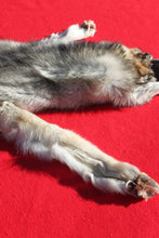 Load image into Gallery viewer, Canadian Wolf - Taxidermy Quality - WLF1059