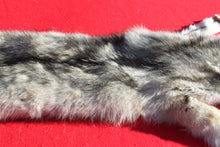 Load image into Gallery viewer, Canadian Wolf - Taxidermy Quality - WLF1059