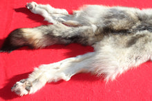 Load image into Gallery viewer, Canadian Wolf - Taxidermy Quality - WLF1059