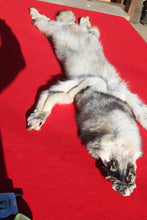 Load image into Gallery viewer, Canadian Wolf - Taxidermy Quality - WLF1059