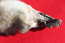 Load image into Gallery viewer, Canadian Wolf - Taxidermy Quality - WLF1059