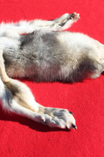 Load image into Gallery viewer, Canadian Wolf - Taxidermy Quality - WLF1059