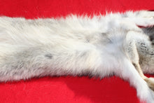 Load image into Gallery viewer, Canadian Wolf - Taxidermy Quality - WLF1059