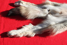 Load image into Gallery viewer, Canadian Wolf - Taxidermy Quality - WLF1059