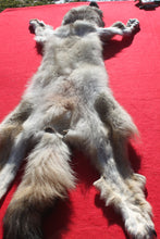 Load image into Gallery viewer, Canadian Wolf - Taxidermy Quality - WLF1059