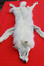 Load image into Gallery viewer, Canadian Arctic Wolf - HAS FEET AND CLAWS -WLF1060