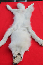 Load image into Gallery viewer, Canadian Arctic Wolf - HAS FEET AND CLAWS -WLF1060