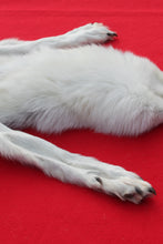 Load image into Gallery viewer, Canadian Arctic Wolf - HAS FEET AND CLAWS -WLF1060