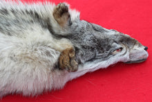 Load image into Gallery viewer, Canadian Arctic Wolf - HAS FEET ANC CLAWS - WLF1063