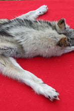 Load image into Gallery viewer, Canadian Arctic Wolf - HAS FEET ANC CLAWS - WLF1063