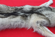 Load image into Gallery viewer, Canadian Arctic Wolf - HAS FEET ANC CLAWS - WLF1063