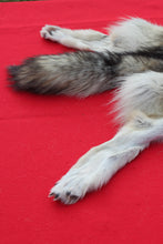 Load image into Gallery viewer, Canadian Arctic Wolf - HAS FEET ANC CLAWS - WLF1063