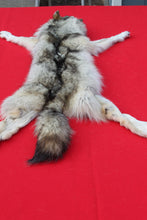 Load image into Gallery viewer, Canadian Arctic Wolf - HAS FEET ANC CLAWS - WLF1063