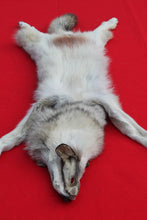 Load image into Gallery viewer, Canadian Arctic Wolf - HAS FEET ANC CLAWS - WLF1063