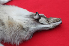 Load image into Gallery viewer, Canadian Arctic Wolf - HAS FEET ANC CLAWS - WLF1063
