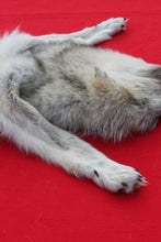 Load image into Gallery viewer, Canadian Arctic Wolf - HAS FEET ANC CLAWS - WLF1063
