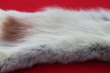 Load image into Gallery viewer, Canadian Arctic Wolf - HAS FEET ANC CLAWS - WLF1063