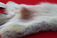 Load image into Gallery viewer, Canadian Arctic Wolf - HAS FEET ANC CLAWS - WLF1063