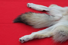 Load image into Gallery viewer, Canadian Arctic Wolf - HAS FEET ANC CLAWS - WLF1063
