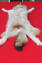 Load image into Gallery viewer, Canadian Arctic Wolf - HAS FEET ANC CLAWS - WLF1063