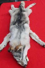 Load image into Gallery viewer, Canadian Wolf - Taxidermy Quality - WLF1064