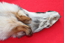Load image into Gallery viewer, Canadian Wolf - Taxidermy Quality - WLF1064