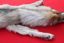 Load image into Gallery viewer, Canadian Wolf - Taxidermy Quality - WLF1064