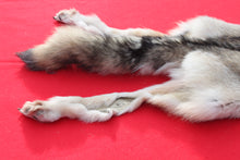 Load image into Gallery viewer, Canadian Wolf - Taxidermy Quality - WLF1064
