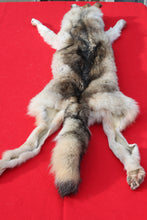 Load image into Gallery viewer, Canadian Wolf - Taxidermy Quality - WLF1064