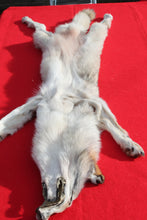 Load image into Gallery viewer, Canadian Wolf - Taxidermy Quality - WLF1064