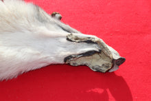 Load image into Gallery viewer, Canadian Wolf - Taxidermy Quality - WLF1064